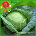 Limited chemical fertilizer hotbed farm selling Chinese green cabbage round cabbage
